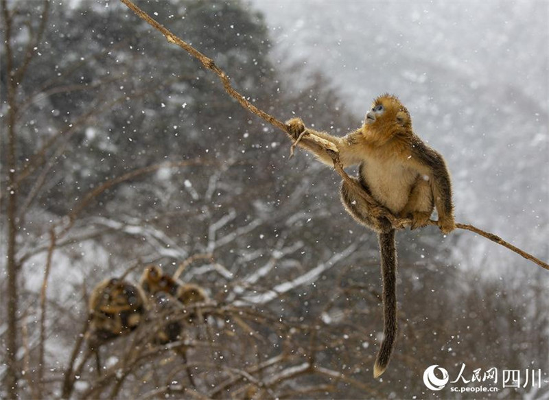 Adorables ! Les singes dorés au nez retroussé de la province du Sichuan descendent des montagnes ? en groupe ? et jouent dans la neige