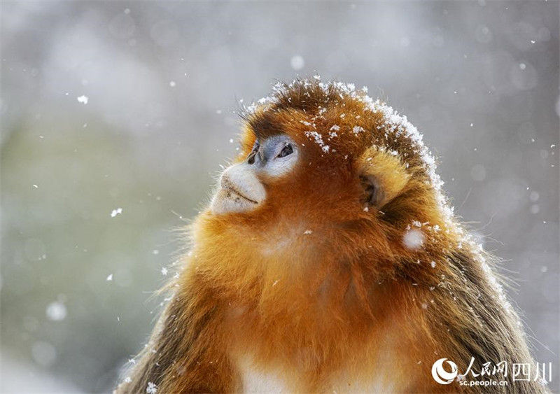 Adorables ! Les singes dorés au nez retroussé de la province du Sichuan descendent des montagnes ? en groupe ? et jouent dans la neige