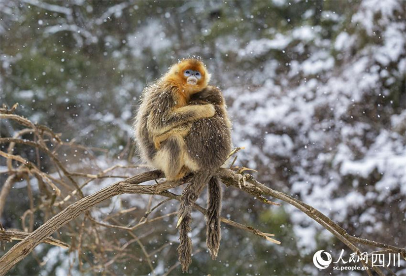 Adorables ! Les singes dorés au nez retroussé de la province du Sichuan descendent des montagnes ? en groupe ? et jouent dans la neige