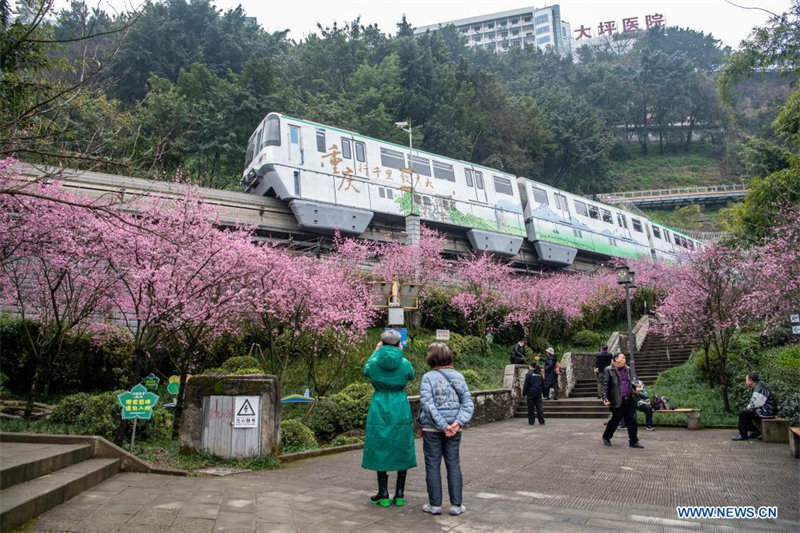 Chine : un train circule parmi des fleurs à Chongqing au printemps