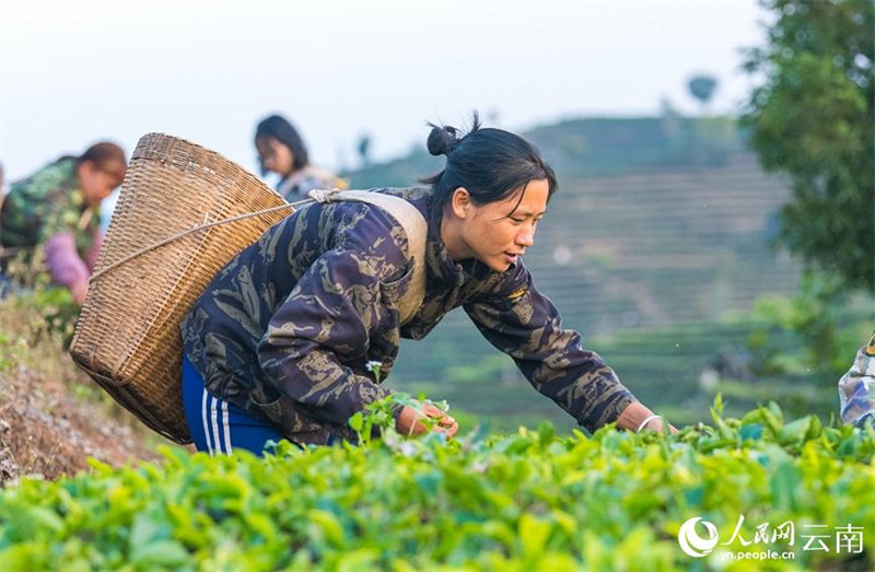 Yunnan : des dizaines de milliers de mu de thé nouveau poussent