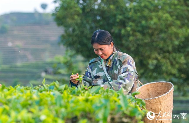 Yunnan : des dizaines de milliers de mu de thé nouveau poussent