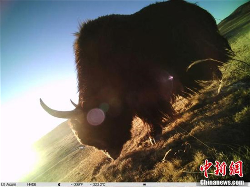 Les animaux sauvages du parc national de Sanjiangyuan sous les caméras infrarouges