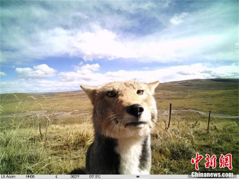 Les animaux sauvages du parc national de Sanjiangyuan sous les caméras infrarouges