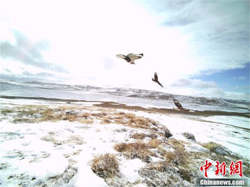 Les animaux sauvages du parc national de Sanjiangyuan sous les caméras infrarouges