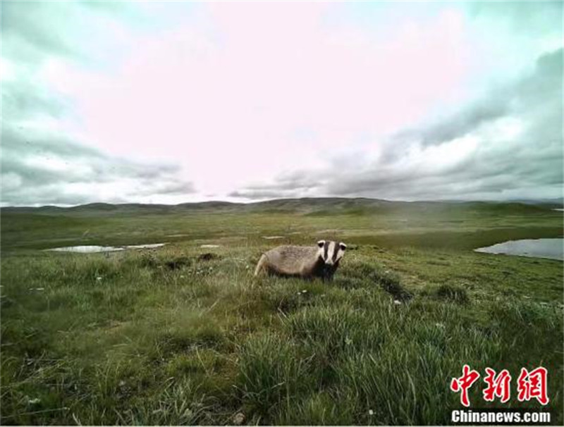 Les animaux sauvages du parc national de Sanjiangyuan sous les caméras infrarouges