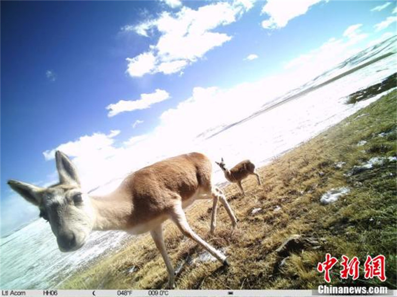 Les animaux sauvages du parc national de Sanjiangyuan sous les caméras infrarouges