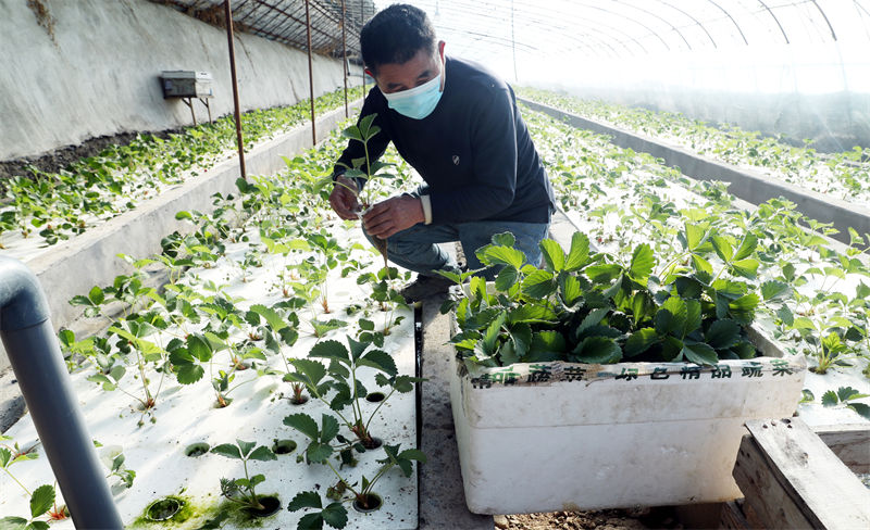 A Urumqi, l'écologie de l'aquaponie enrichit la population