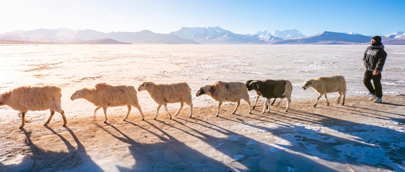 Au Tibet, Puma Yumco célèbre la ? fête ? des troupeaux conduits par les bergers sur la glace