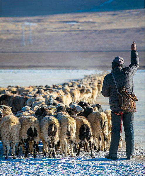 Au Tibet, Puma Yumco célèbre la ? fête ? des troupeaux conduits par les bergers sur la glace