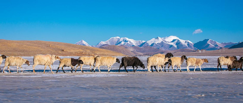 Au Tibet, Puma Yumco célèbre la ? fête ? des troupeaux conduits par les bergers sur la glace