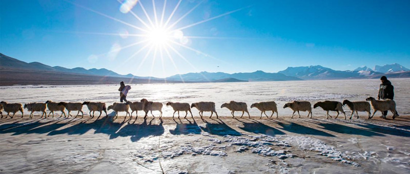 Au Tibet, Puma Yumco célèbre la ? fête ? des troupeaux conduits par les bergers sur la glace