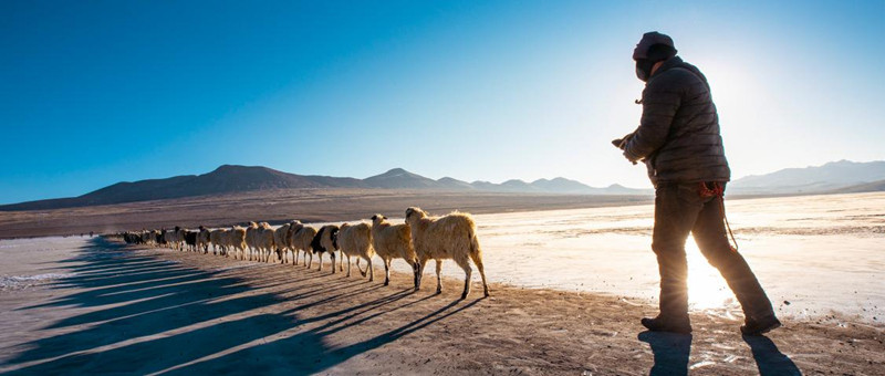 Au Tibet, Puma Yumco célèbre la ? fête ? des troupeaux conduits par les bergers sur la glace