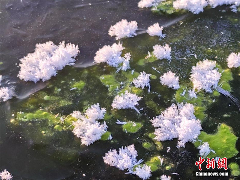 Des ? fleurs de glaces ? poussent sur les rivières du ? p?le de froid ? de la Chine