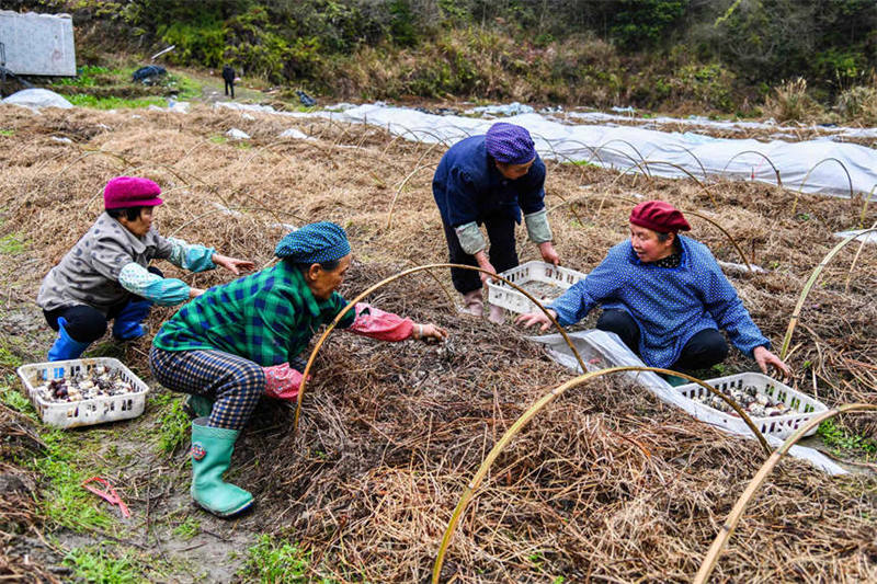 Guangxi : la saison de la cueillette du matsutaké a débuté à Jinxiu