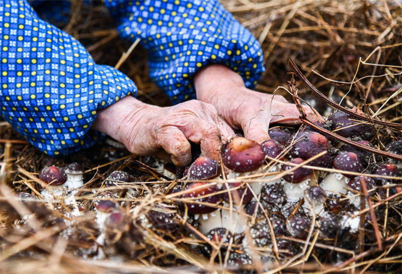 Guangxi : la saison de la cueillette du matsutaké a débuté à Jinxiu