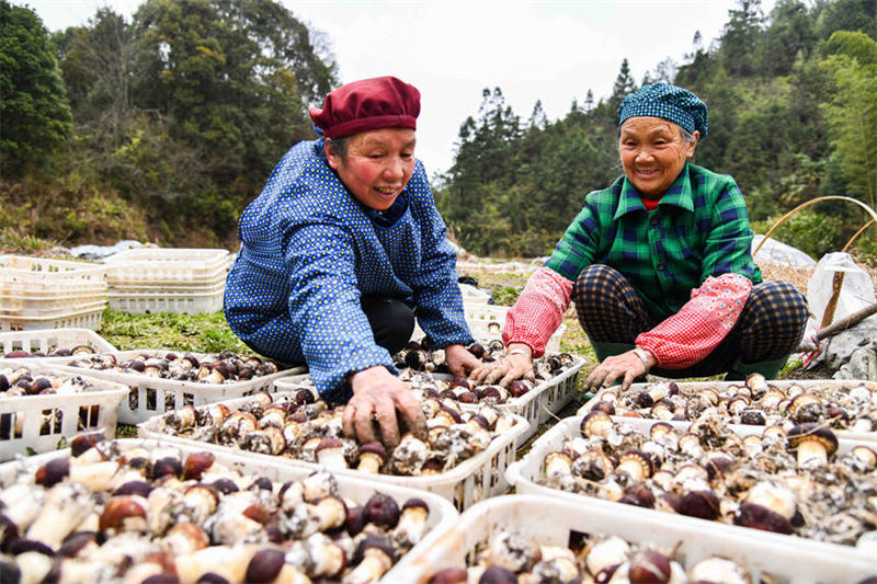 Guangxi : la saison de la cueillette du matsutaké a débuté à Jinxiu