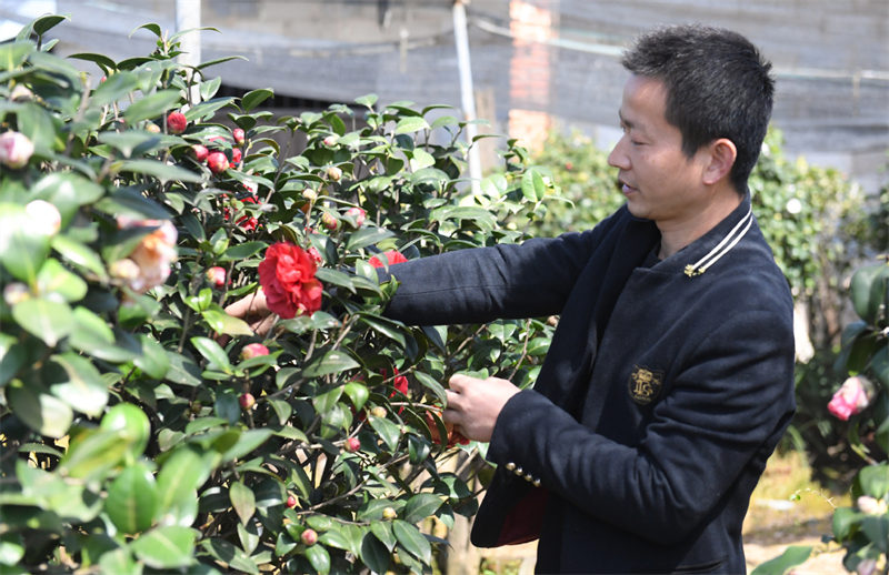 Dans le Zhejiang, les camélias ouvrent la voie vers la prospérité