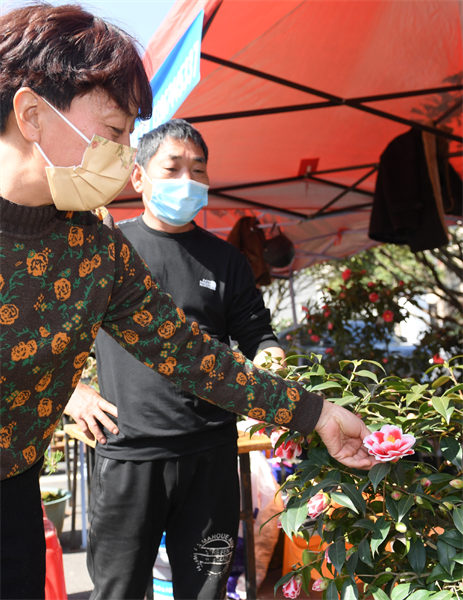 Dans le Zhejiang, les camélias ouvrent la voie vers la prospérité