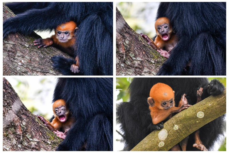 En photos : des Semnopithèques de Fran?ois dans la Réserve naturelle nationale de Mayanghe