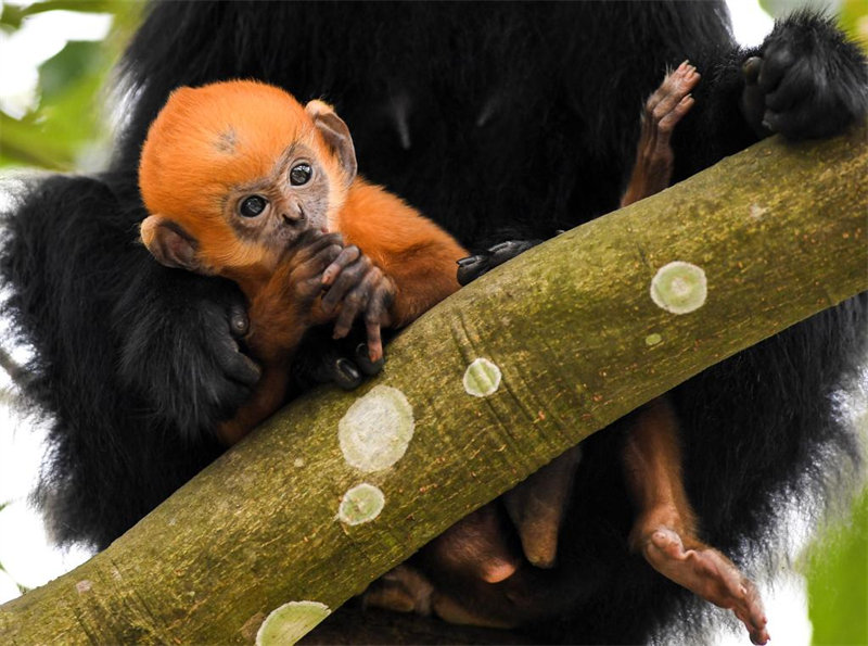 En photos : des Semnopithèques de Fran?ois dans la Réserve naturelle nationale de Mayanghe