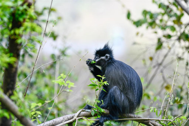 En photos : des Semnopithèques de Fran?ois dans la Réserve naturelle nationale de Mayanghe