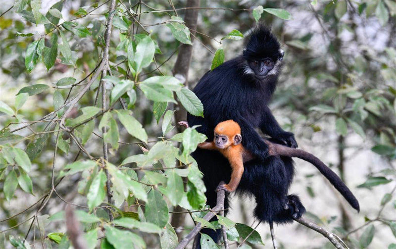 En photos : des Semnopithèques de Fran?ois dans la Réserve naturelle nationale de Mayanghe