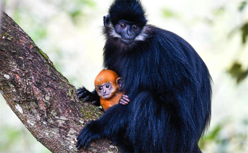 En photos : des Semnopithèques de Fran?ois dans la Réserve naturelle nationale de Mayanghe