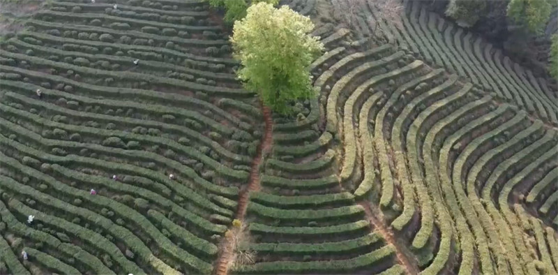 Jiangxi : la récolte et le traitement du thé de printemps à Dayu