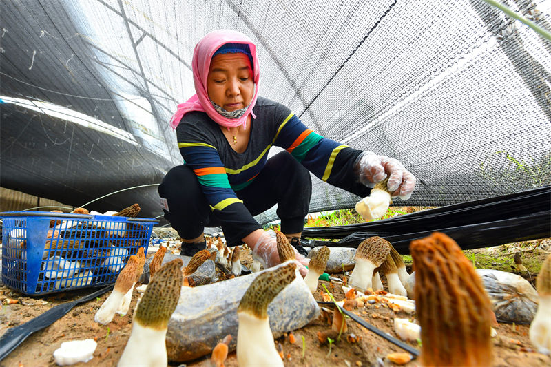 Hami, dans le Xinjiang : la culture de la morille stimule l'économie locale