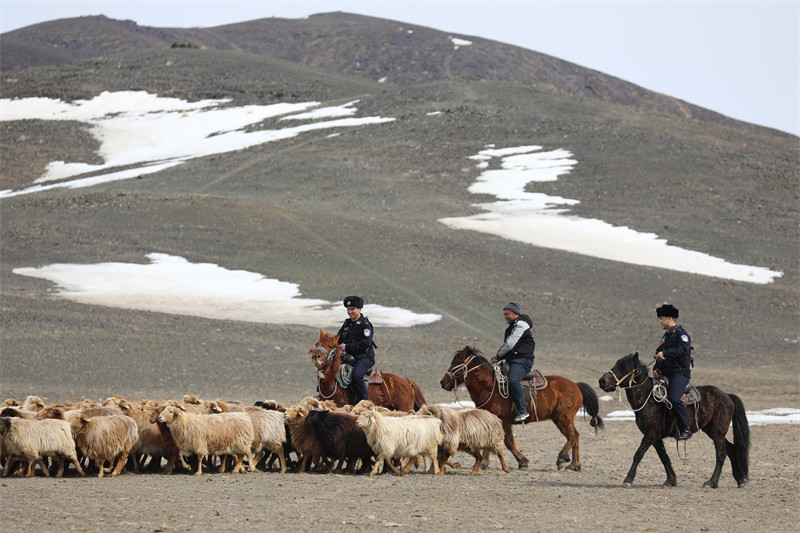 Xinjiang : une équipe de policiers locaux aide les bergers de Qinghe pour la transhumance