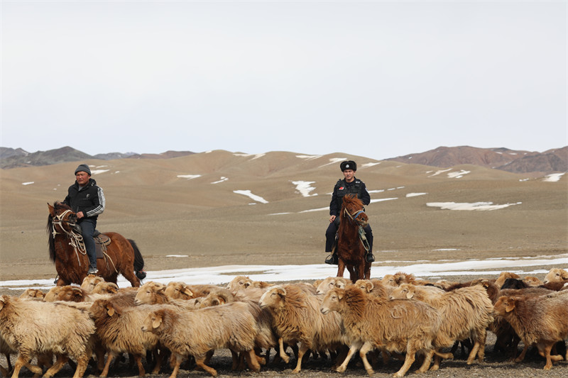 Xinjiang : une équipe de policiers locaux aide les bergers de Qinghe pour la transhumance