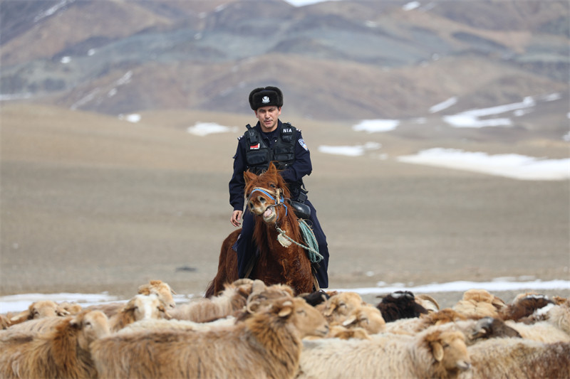 Xinjiang : une équipe de policiers locaux aide les bergers de Qinghe pour la transhumance