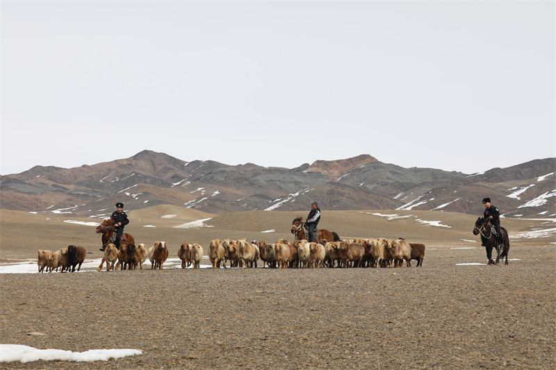 Xinjiang : une équipe de policiers locaux aide les bergers de Qinghe pour la transhumance