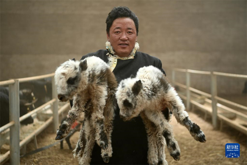 Les ? bébés ? yacks naissent en grand nombre sur le plateau du Qinghai