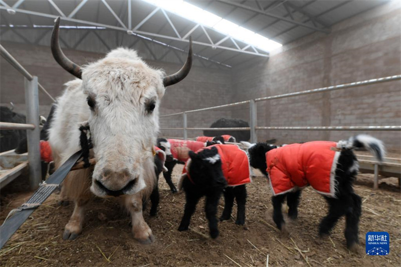 Les ? bébés ? yacks naissent en grand nombre sur le plateau du Qinghai