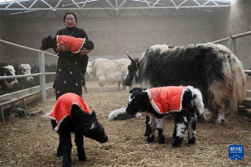 Les ? bébés ? yacks naissent en grand nombre sur le plateau du Qinghai