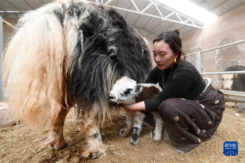 Les ? bébés ? yacks naissent en grand nombre sur le plateau du Qinghai