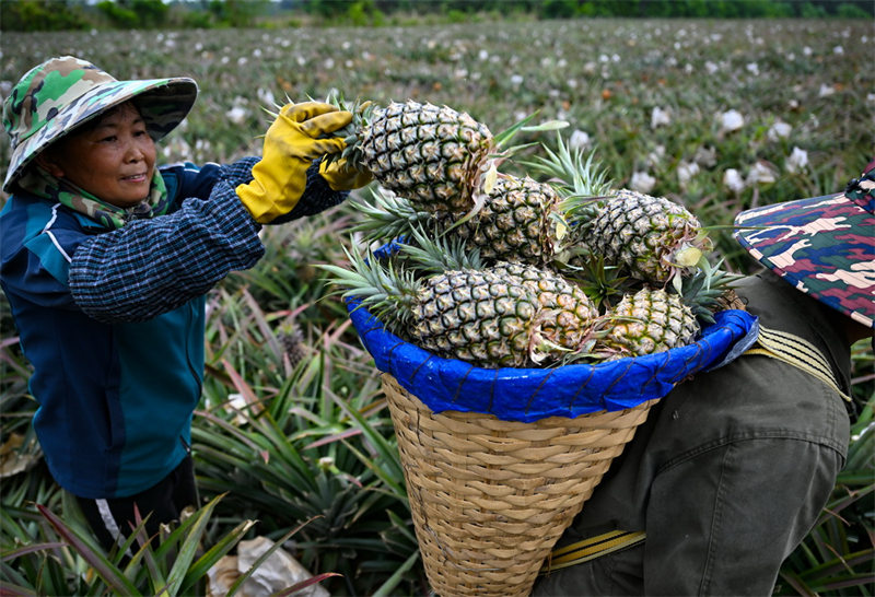 Les récoltes de printemps en Chine