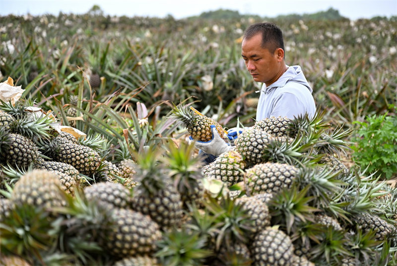 Les récoltes de printemps en Chine