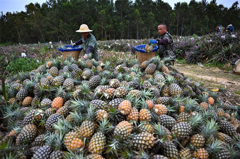 Les récoltes de printemps en Chine