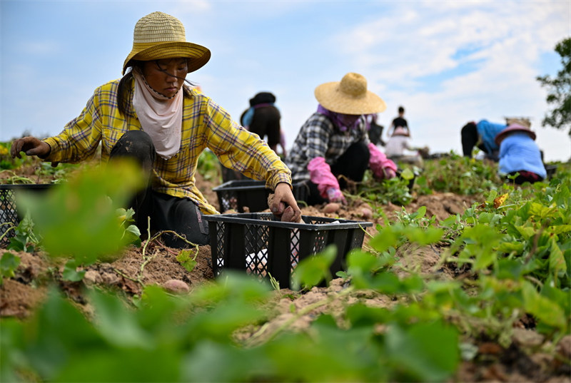 Les récoltes de printemps en Chine