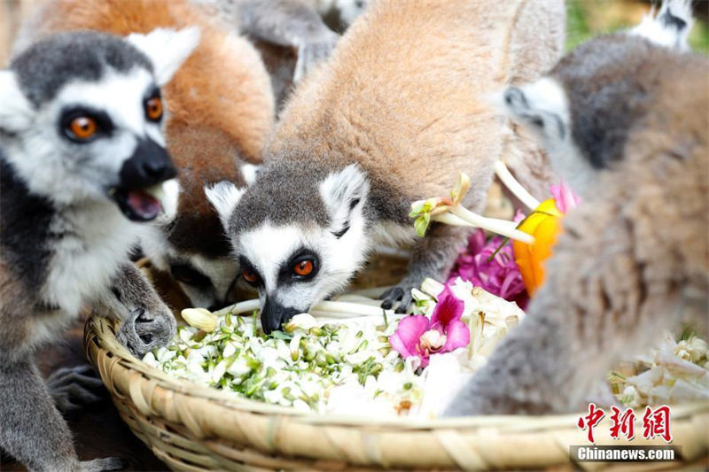 Yunnan : le parc animalier de Kunming nourrit les animaux avec des fleurs