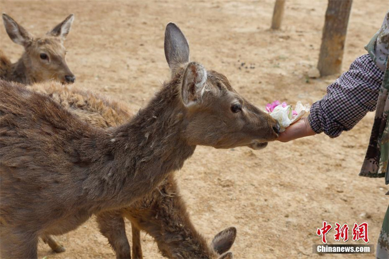 Yunnan : le parc animalier de Kunming nourrit les animaux avec des fleurs