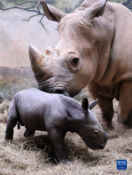 Un bébé rhinocéros est né dans le Parc Changlong de Guangzhou