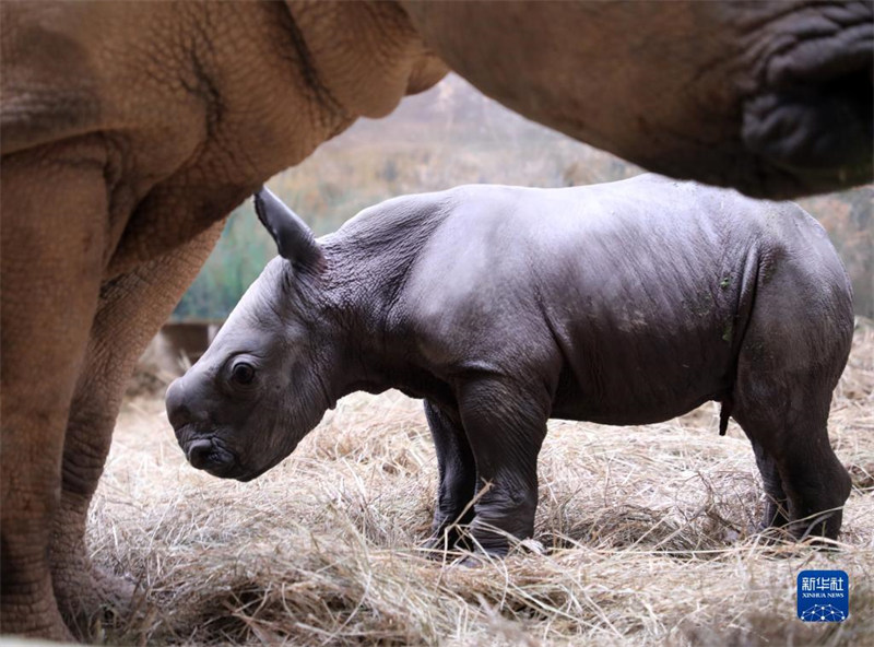 Un bébé rhinocéros est né dans le Parc Changlong de Guangzhou