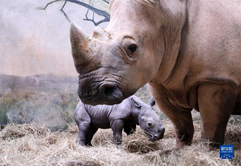 Un bébé rhinocéros est né dans le Parc Changlong de Guangzhou