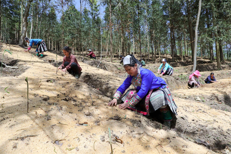 Guizhou : la culture de plantes médicinales traditionnelles chinoises contribue à la revitalisation des campagnes