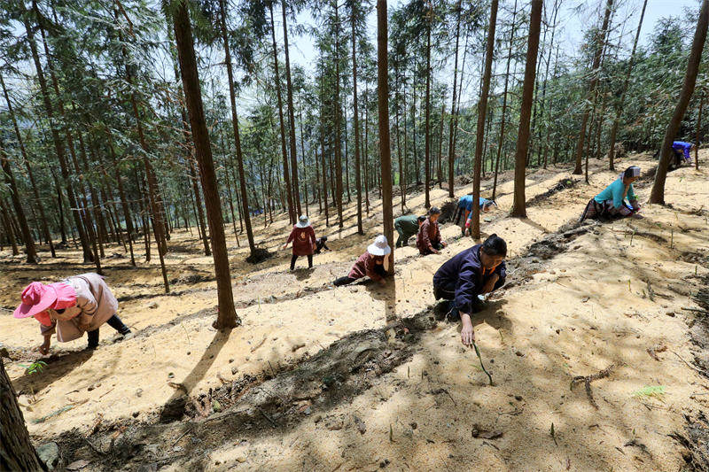 Guizhou : la culture de plantes médicinales traditionnelles chinoises contribue à la revitalisation des campagnes