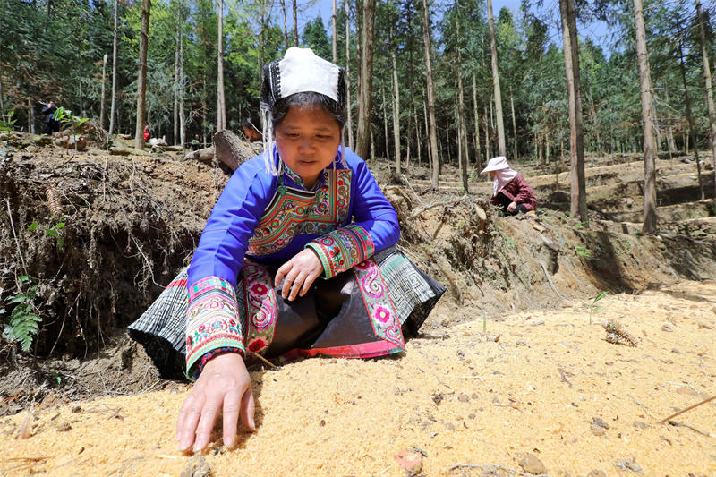 Guizhou : la culture de plantes médicinales traditionnelles chinoises contribue à la revitalisation des campagnes